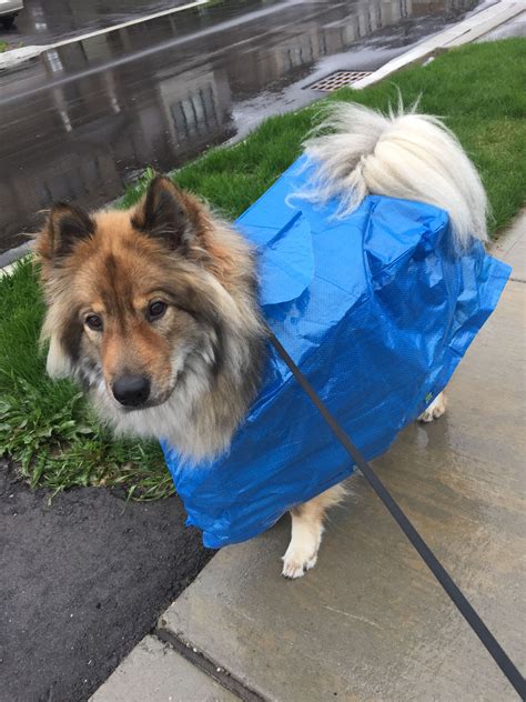 raincoat purse for dogs.